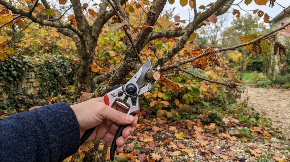 Taille des noisetiers : les branches à couper cet automne pour booster votre prochaine récolte